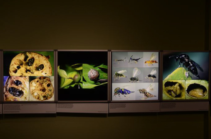 Wasp_exhibition__DSC3446